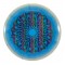 Millennium Solstice - Sirius Helio Bottom Stamp - Garrett Gurthie Signature Edition